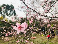 -秀丽东方