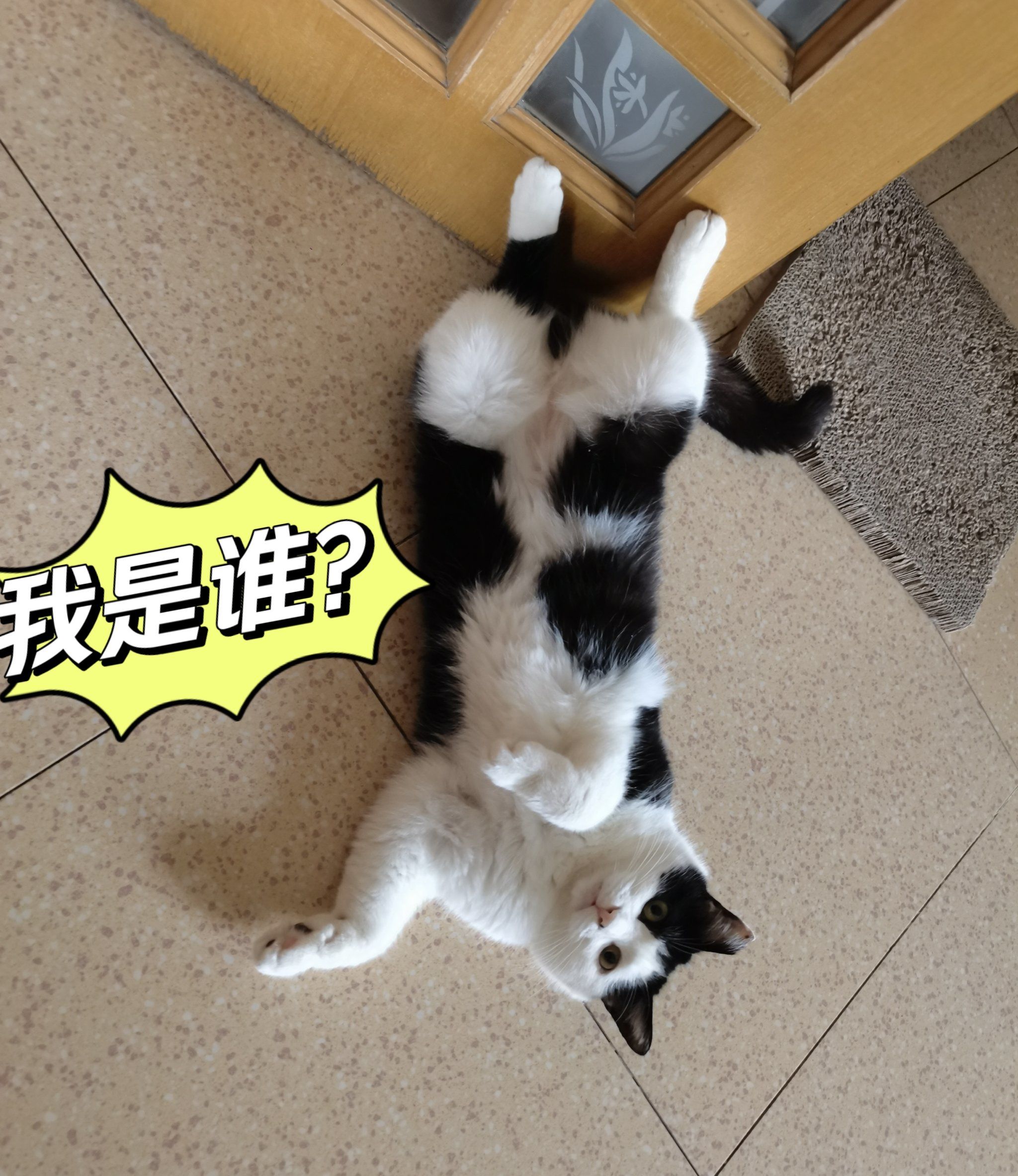 今天猫主子心情复杂了🤣小脚丫踹着门👻
