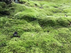 -西芳寺(苔寺)