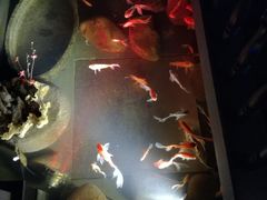 -新悦·霞浦海鲜生(上下杭店)