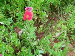 -盘龙城国家考古遗址公园