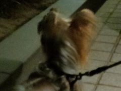 -勒甜LO CHO·定制低糖代糖纯动物奶油生日蛋糕(新开路店)