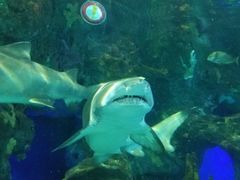 -瑞普利水族馆