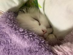 -关爱动物医院·心脏·中兽医·异宠(金牛路分院)