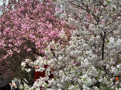 -西安青龙寺遗址景区