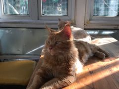 -猫小院猫主题咖啡厅(北锣店)