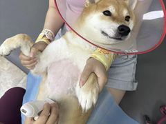-美联众合动物医院·24h转诊中心