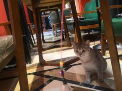 -猫色咖啡·猫咖