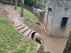 -都江堰中华大熊猫苑