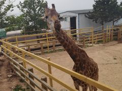 -西霞口神雕山野生动物世界