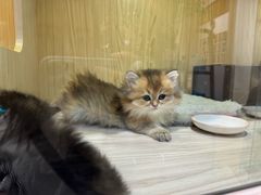 -屋虎猫馆(宝安大仟里店)
