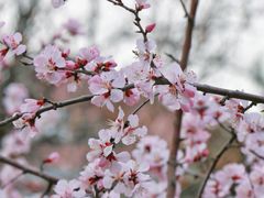 -桃花堤公园