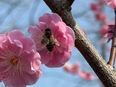 -合肥滨湖国家森林公园
