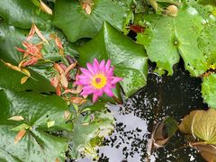 -瑞丽独树成林风景区