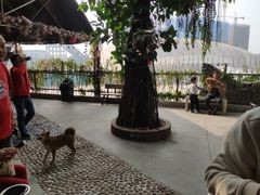 -柴犬高等学院·狗咖·柴犬售卖·宠物训练