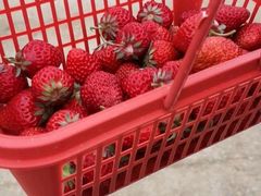 -胜丰草莓采摘园