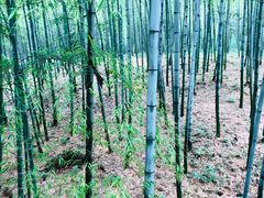 -陶祖圣境风景区