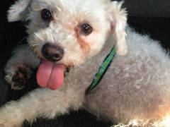 -暖阳宠物医院·犬猫康复中心·骨科