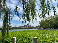-莲花池公园