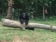 -清迈夜间动物园