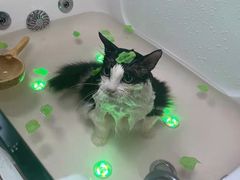 -北京观赏动物医院·24小时大型综合·猫专科·异宠专科