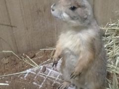 -藦茜花园宠物主题亲子互动体验馆(国顺东路店)