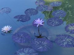 -莲花池公园