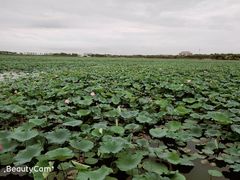 -天津东丽湖风景区