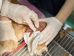 -北京观赏动物医院·24小时大型综合·猫专科·异宠专科