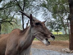 -北京野生动物园