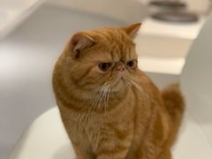 -飞行喵MR PILOT|猫舍·猫咖(静安大融城店)