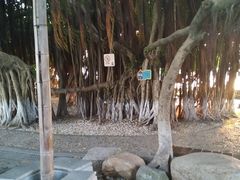 -胡里山炮台