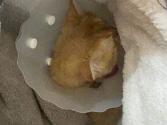 -美联众合动物医院·24h京西诊疗中心