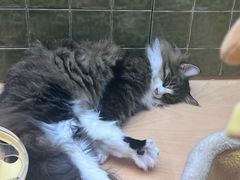 -帕帕拉兹宠物(亚洲旗舰店)