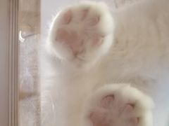 -MOYOYO猫咪咖啡店