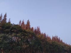 -昆山城市生态森林公园