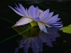 -上海辰山植物园