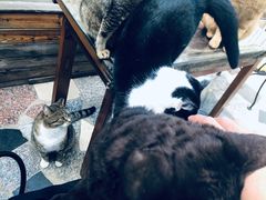 -喵屿·大理花园猫咖