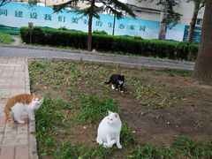 -黄村公园