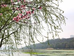 -月湖风景区