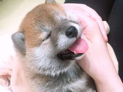 -逗柴咖啡屋·狗咖猫咖宠物桌游