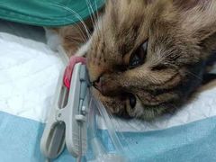 -荔康动物医院(康王北路店)