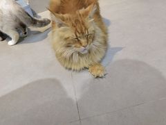 -Heymao猫咖.咖啡厅(东门店)