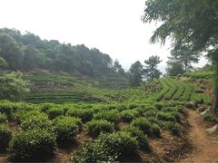 花家山庄-杭州花家山庄