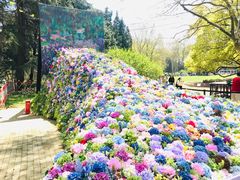 -上海共青森林公园