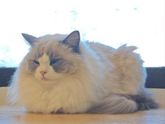 -有喵·猫咖·狗咖·30几只猫10只小狗(岗厦店)