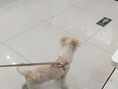 -全心全意连锁动物医院·微创中心·内科急重症·心脏专科(丰管路店)