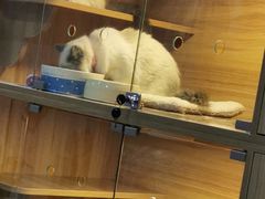 -喵百万·布偶·蓝金金渐层英短·猫舍(百子湾店)