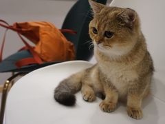 -飞行喵MR PILOT|猫舍·猫咖(静安大融城店)
