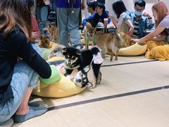 -逗柴咖啡屋·狗咖猫咖宠物桌游
